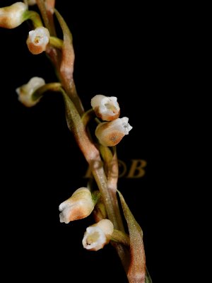 Goodyera hispida, terrestrial orchid