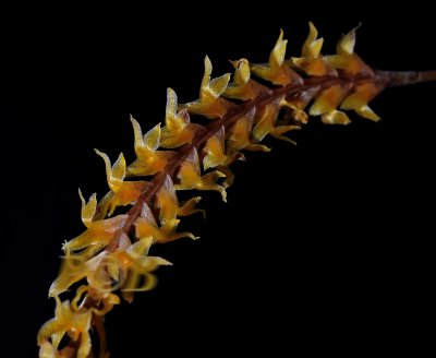 Dendrochilum smithianum, flowers 3 mm