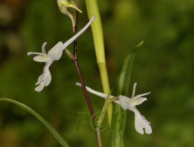 Orchis privincialis, Chios type