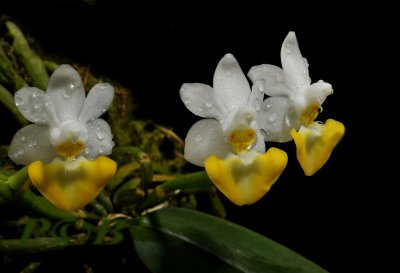 Phalaenopsis lobbii var. flavum