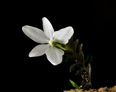 Ceratochilus biglandulosus, flower 1 cm