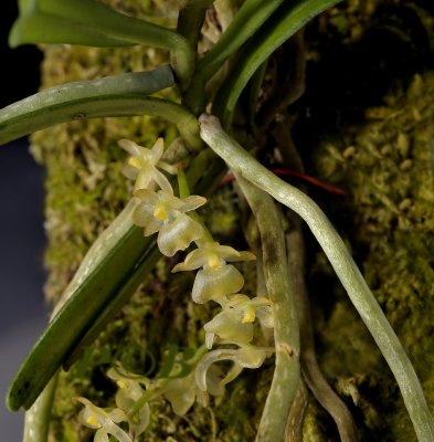 Diaphananthe xantropollinia, kwa Zulu Natal, flowers 5-6 mm