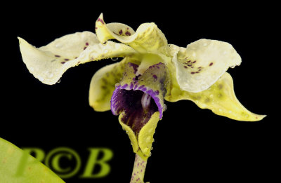 Dendrobium atroviolaceum