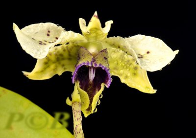 Dendrobium atroviolaceum