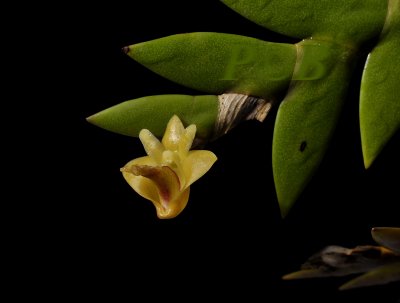 Dendrobium keithii, flower 1 cm