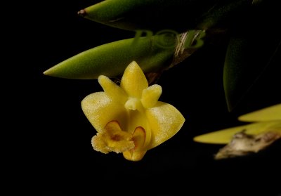 Dendrobium keithii, flower1 cm