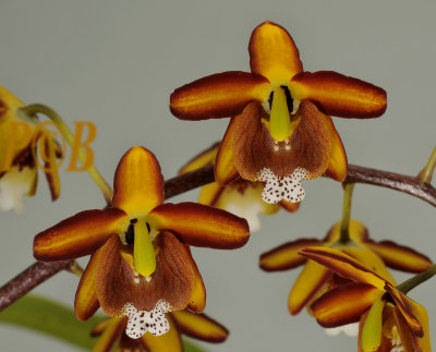 Eriopsis biloba, high montains of Peru, cool and windy with a lot of rain