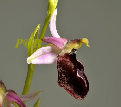 Ophrys aegaea, fond on Chios and Samos