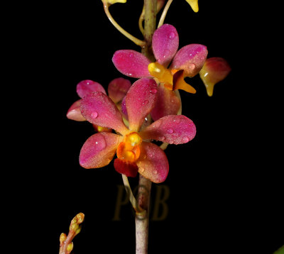 Doricentrum pulcherrimum, flowers 2.5 cm across