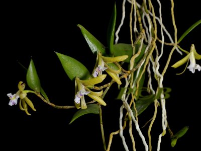 Dendrobium pugioniforme