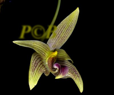 Bulbophyllum lobbii section