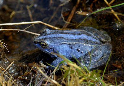 (smurf)blauwe heikikker, Rana arvalis