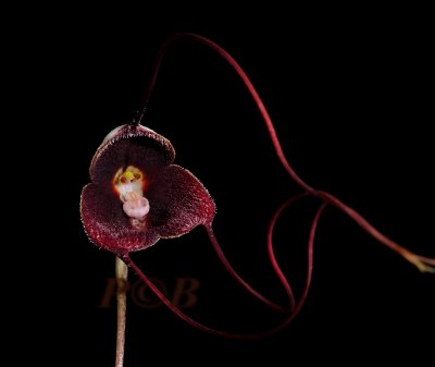Dracula pholeodytes, opening flower