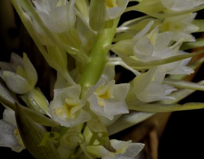 Coelia triptera one is  flower 1 cm