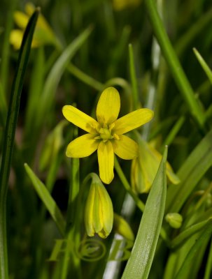 Bosgeelster, Gagea lutea, close