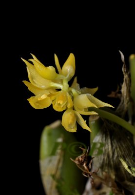 Bulbophyllum capitatum