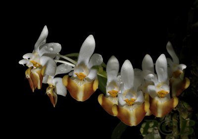 Phalaenopsis lobbii, common form