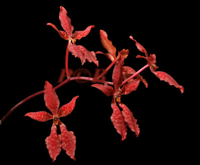 Renanthera bella
