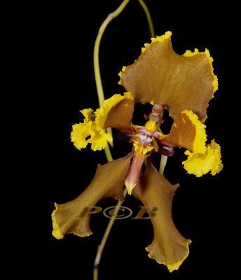 Cyrtochilum sp.