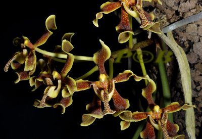 Paraphalaenopsis labakensis, one flower 6  cm across