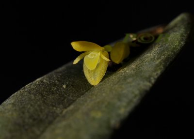 Pleurothallis tridentata, flower 4-5 mm