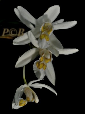 Coelogyne punctulata