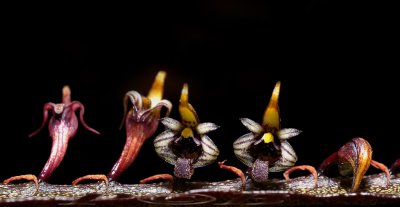 Bulbophyllum maximum, one flower 6 mm across