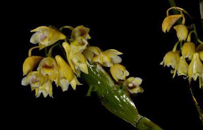 Dendrobium sp. flat bulbs