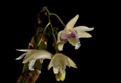 Dendrobium sp. flat bulbs