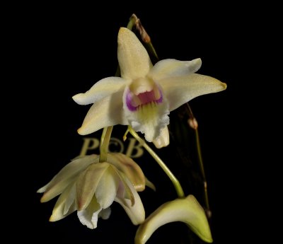 Dendrobium sp. flat bulbs