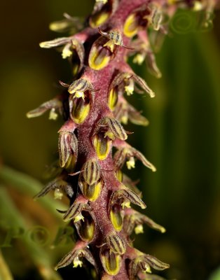 Bulbophyllum pubiflorum, one flower 8 mm
