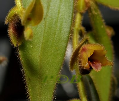 Eria sp. flowers 1.2 cm