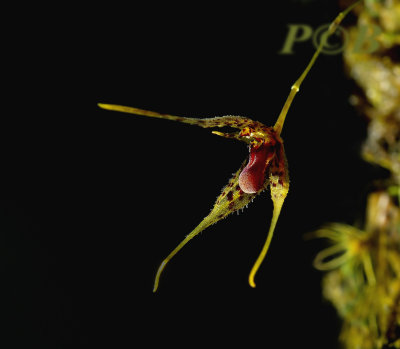 Pleurothallis marginata, flower 1 cm across