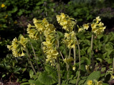 Primula veris, echte sleutelbloem