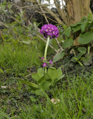 Primula denticulata, kogelsleutelbloem