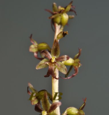 Kleine kever, Neottia cordata