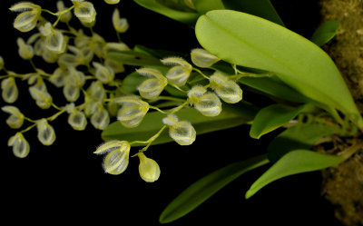 Pleurothallis amparoana, flowers 8-9 mm