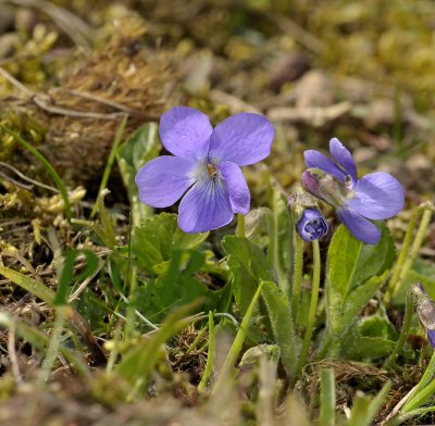 Viola hirta, ruig viooltje, blad en stengels ruig behaart en korte stompe kelkblaadjes