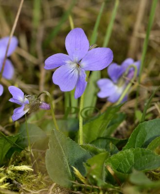 Viola hirta, ruig viooltje, blad ruig behaart, korte stompe kelkblaadjes