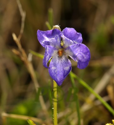 Viola hirta, ruig viooltje, bont door virus