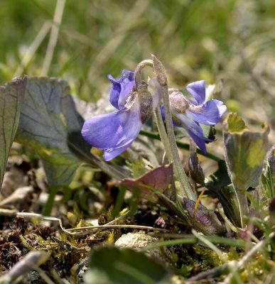 Viola rupestris, zandviooltje, lange spitse kelkblaadjes, donker geaderd blad lepelvormig