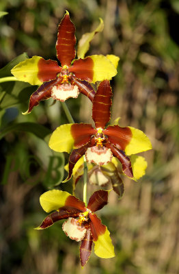 Rossioglossum Rawdon Jester spike