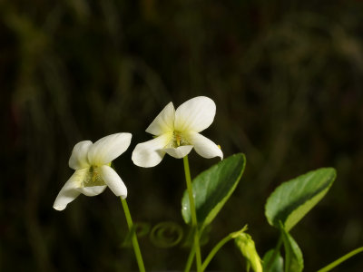 Viola canina alba , hondsviooltje
