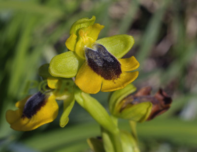 Ophrys lutea, Spain