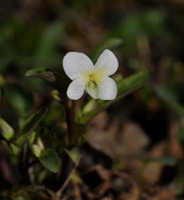 Viola persicifolia  var. lacteoides, heide melkviooltje