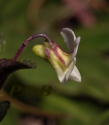 Viola persicifolia var. lacteoides, heide melkviooltje