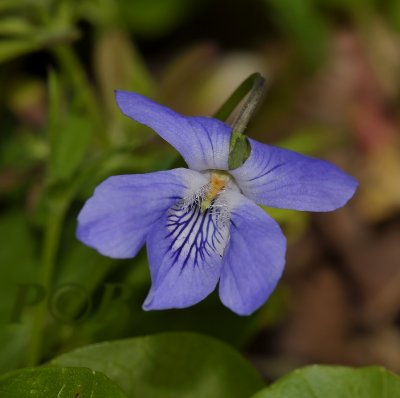 Viola canina, hondsviooltje