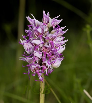 Aapjesorchis, Orchis simia