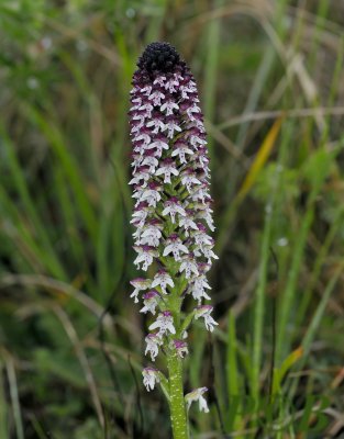 Neotinea ustulata ssp. ustulata, 22 cm (aangebrande orchis)