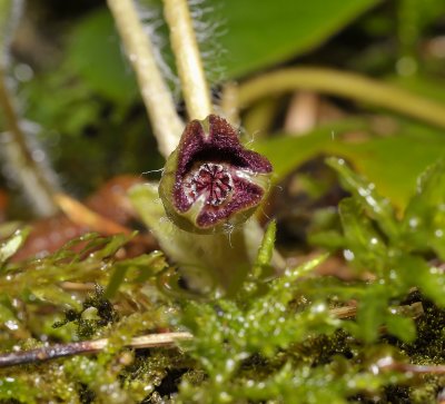 Mansoor, Asarum europaeum